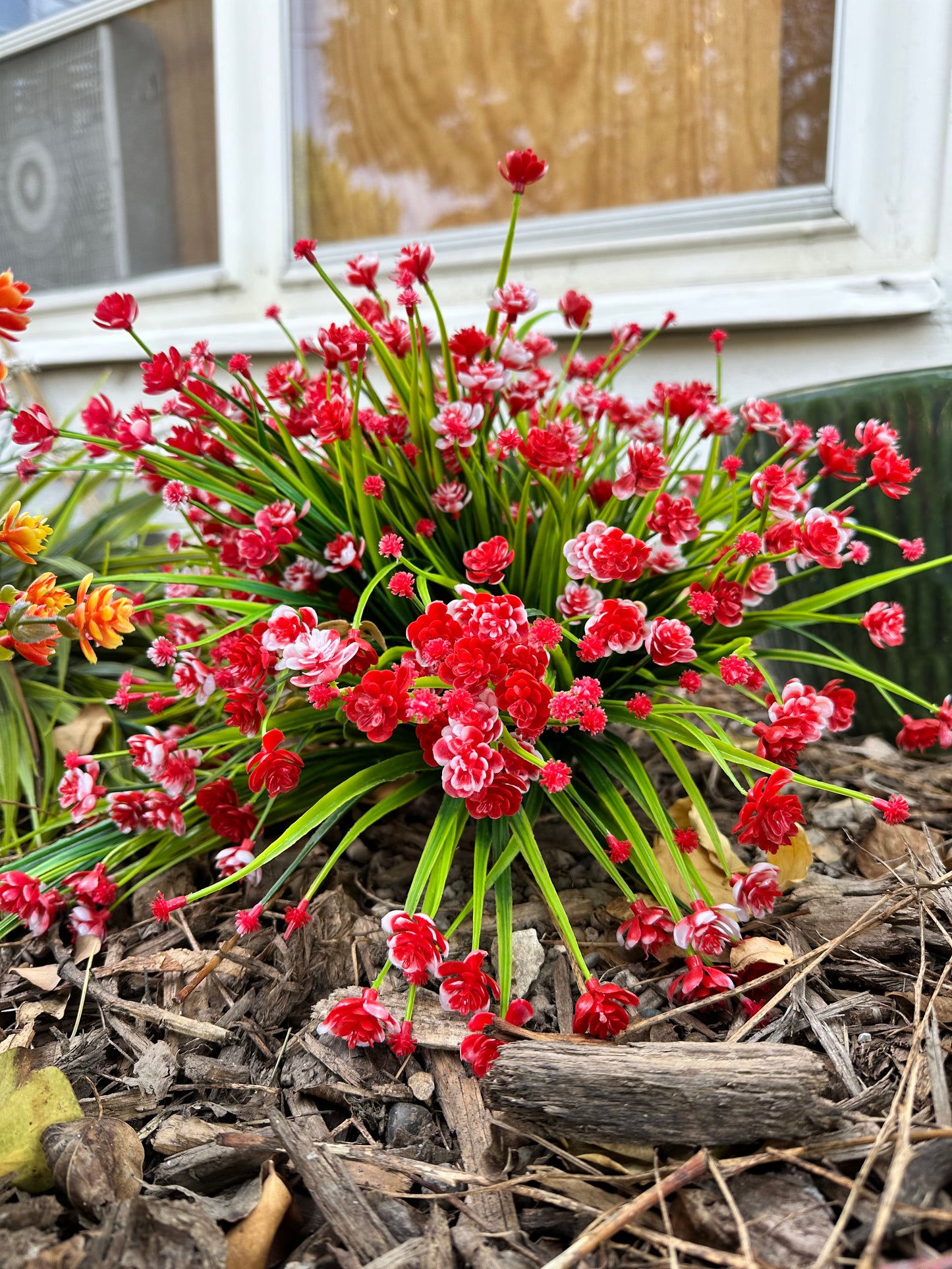 Red Gypsophilia (Baby’s Breath) Plant