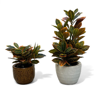 Artificial Crotons (Ficus) Plant