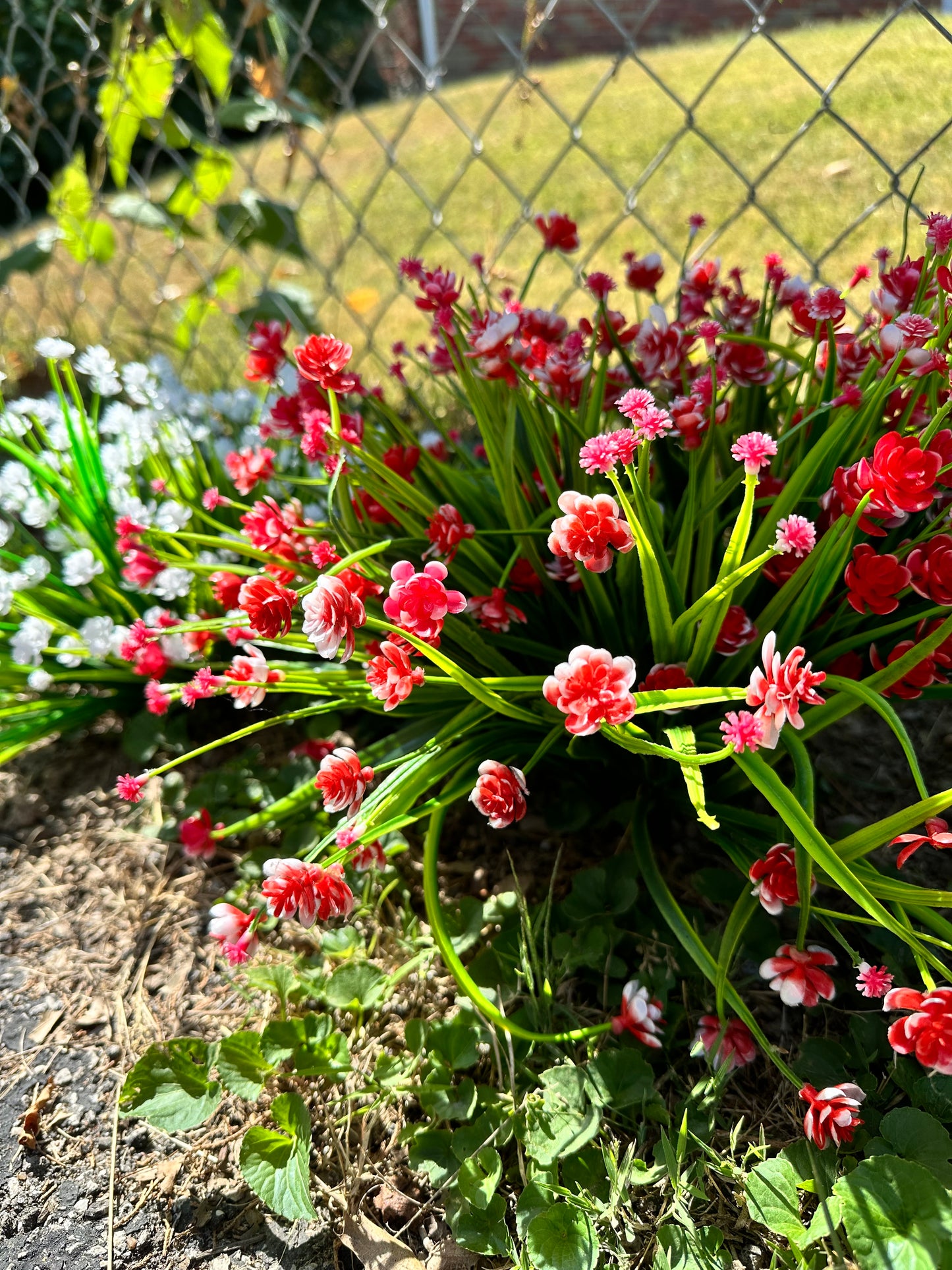 Red Gypsophilia (Baby’s Breath) Plant