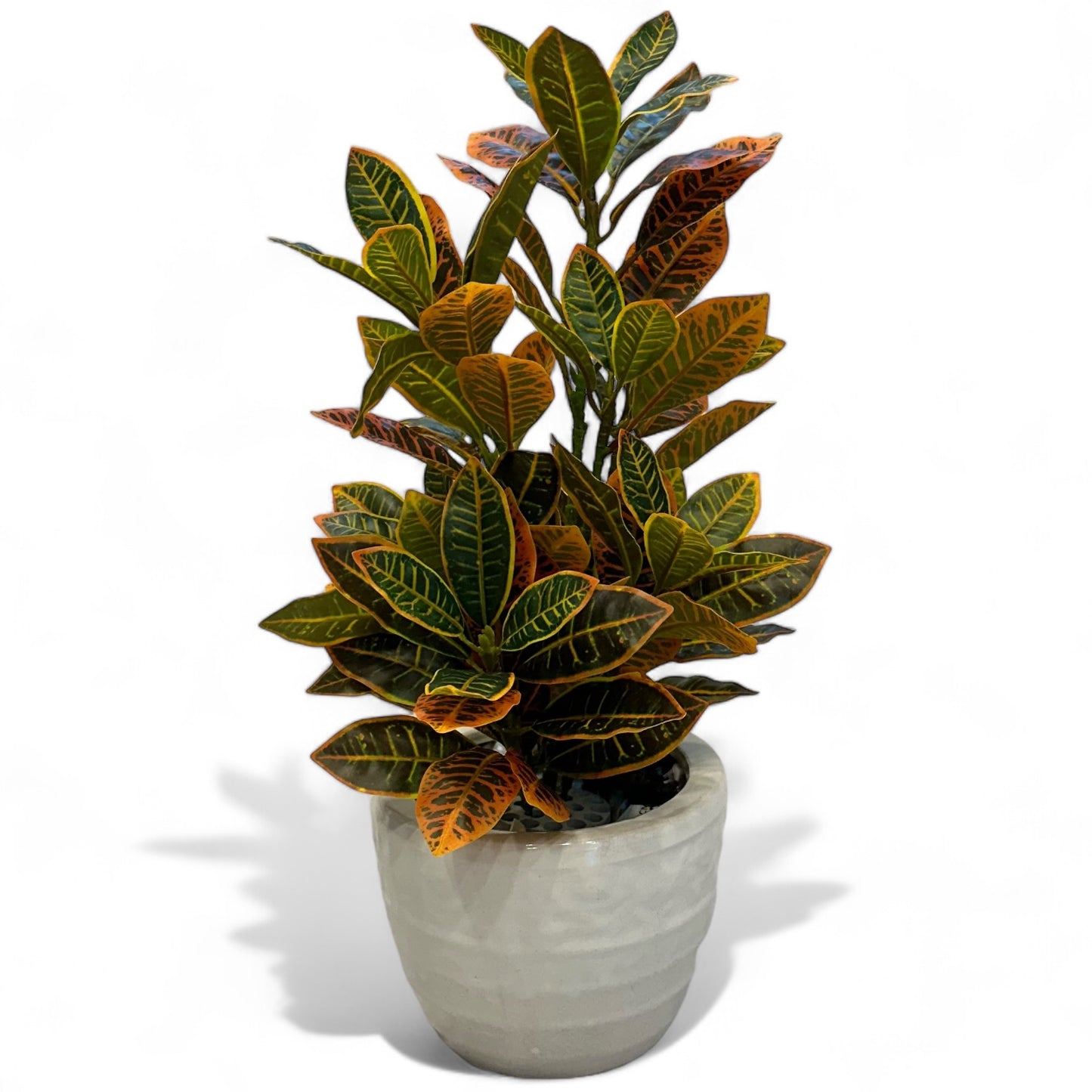 Artificial Crotons (Ficus) Plant