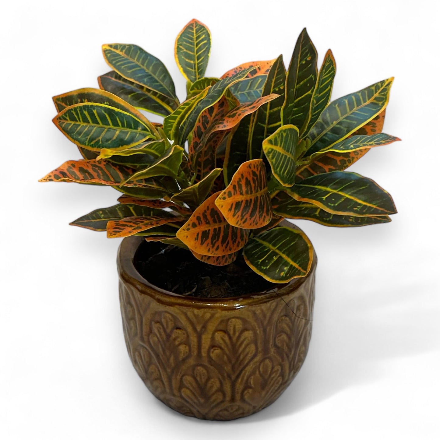 Artificial Crotons (Ficus) Plant