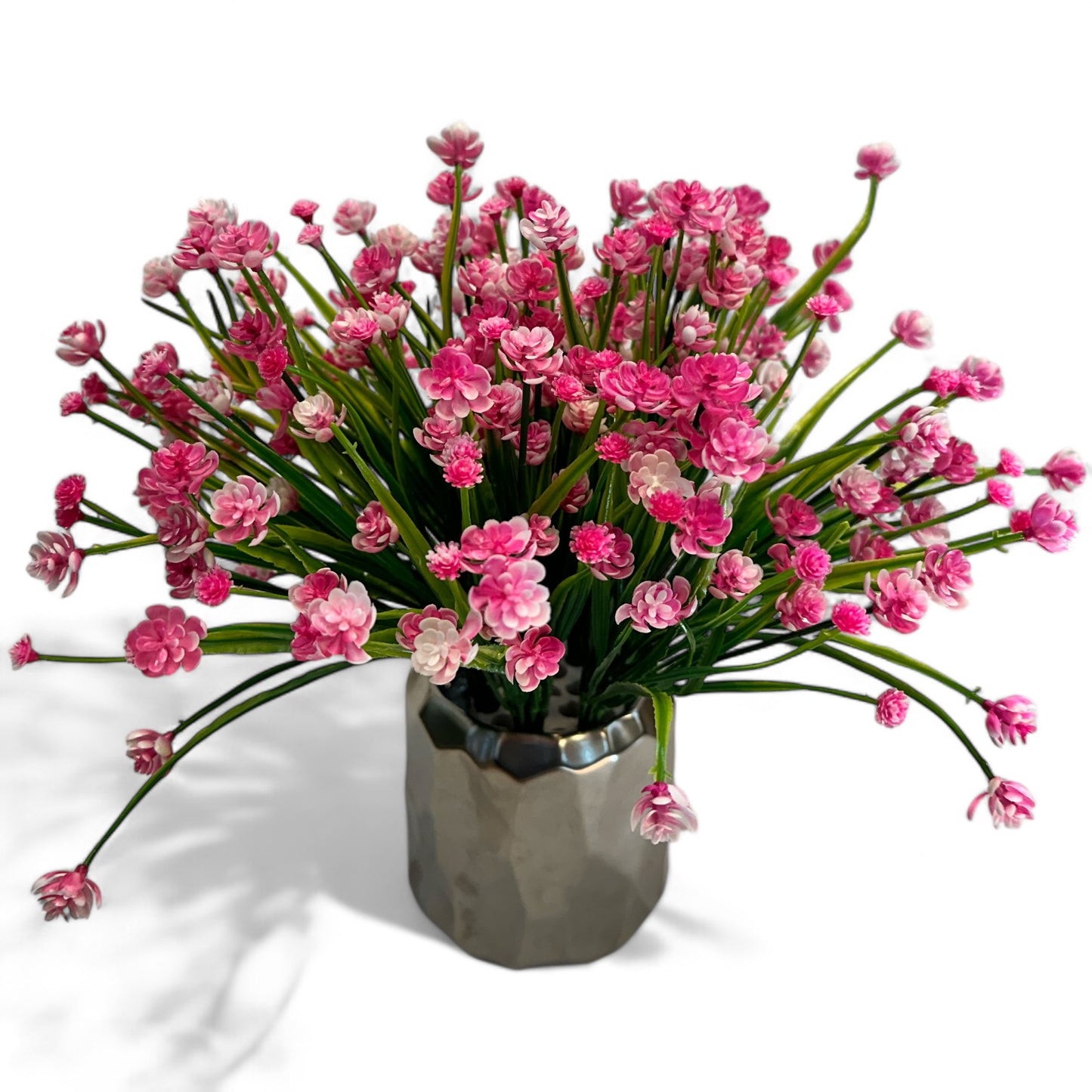 Pink Gypsophilia (Baby’s Breath) Plant