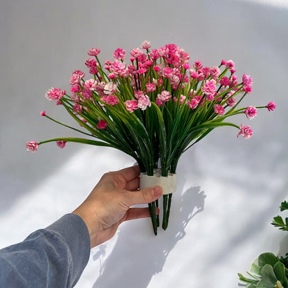 Pink Gypsophilia (Baby’s Breath) Plant