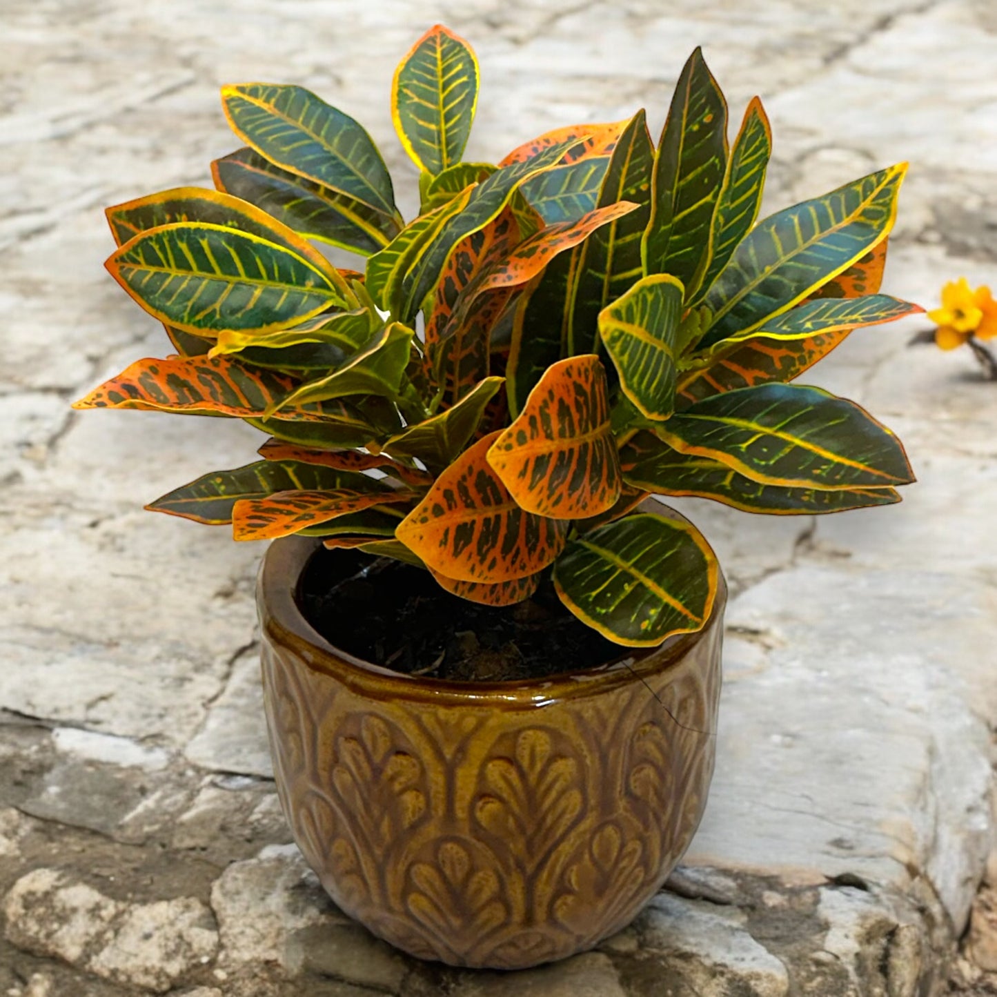 Artificial Crotons (Ficus) Plant