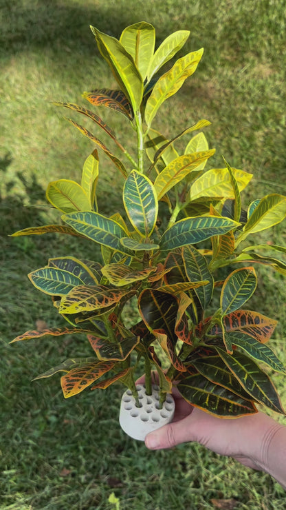 Artificial Crotons (Ficus) Plant